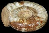 Huge, Jurassic Ammonite Fossil - Madagascar #118435-2